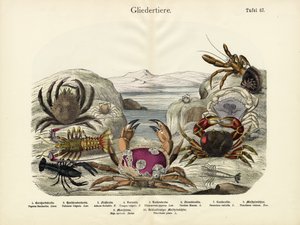 Crabes, c.1860 - German School
